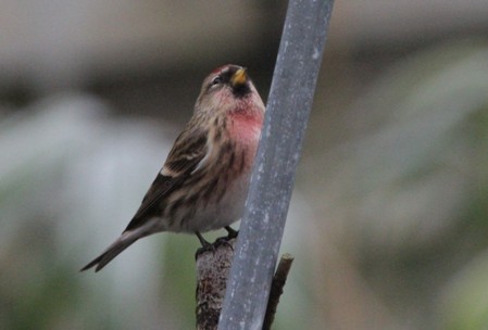 Male linnet