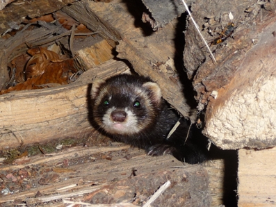 Polecat in logstore in Wales from Marion Warner